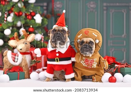 Pair of French Bulldog dogs wearing funny Christmas costumes dressed up as Santa Claus and gingerbread man in front of Christmas tree