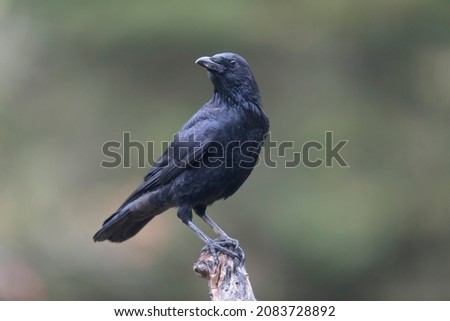 Corvus corone Carrion crow in close view Royalty-Free Stock Photo #2083728892