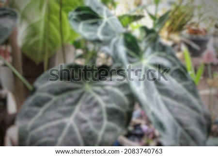 de focused abstract backgraund of elephant ear plant Royalty-Free Stock Photo #2083740763