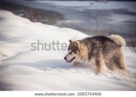 Fluffy Alaskan Malamute playing in snow. Large young wolf dog jumping in fresh snow on a sunny winter day. Selective focus on the animal, blurred background.