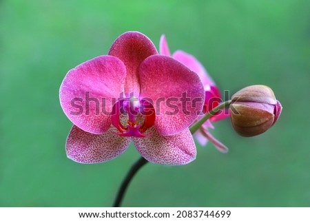 Pink pastel color orchid flower and bud isolated on green background
