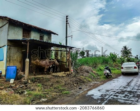 Side view of Indian village house, buffalo and cow tied under shelter, white car and and scooter parked outside of the house. sugarcane farmland beside the house, picture captured during rainy season.