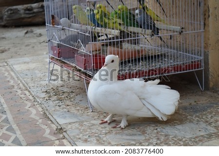 White Pigeon sitting on the floor in front of the Birds Cage-Beautiful white pigeon-White Bird