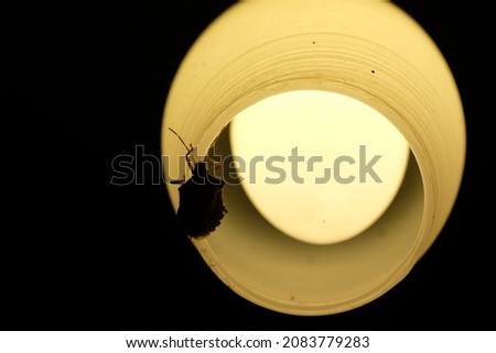 there is a bug on the shining lamp