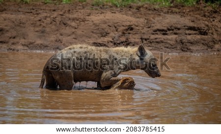 Spotted hyena at a waterhole