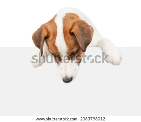 jack russell terrier puppy looks above empty white banner. isolated on white background