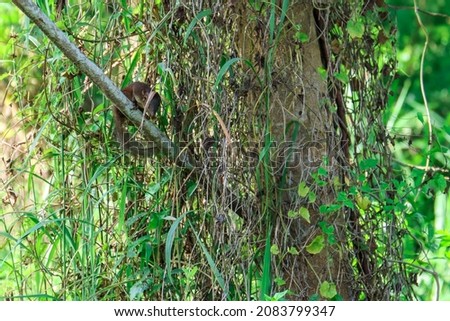 A young squirrel is eating a fruit on a branch of a tree in the Yio Chu Kang Crescent secondary forest in Singapore. 