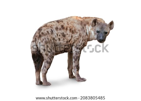 The Spotted hyena isolated on White Background. Genus crocuta. Africa. Royalty-Free Stock Photo #2083805485
