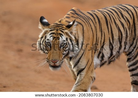 Tiger, Bengal Tiger (Panthera tigris Tigris), walking in Bandhavgarh National Park in India Royalty-Free Stock Photo #2083807030