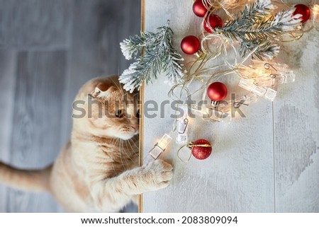 A cute adorable british Cat playing with christmas balls at home, paw on the table with Christmas ornaments, Christmas cat, New year, top view, copy space.
