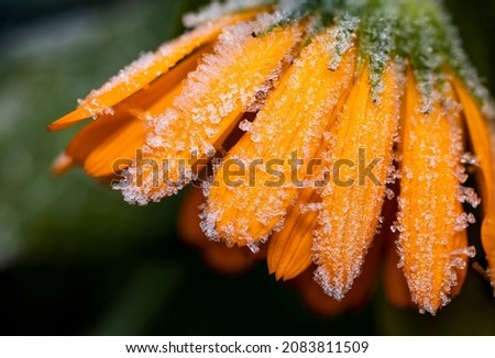 Orange medicinal herb Calendula flowers or Pot Marigold with frost ice. Close up, macro photo. Beautiful wallpaper or greeting card