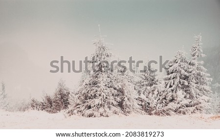 winter wonderland - Christmas background with snowy fir trees in the mountains