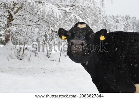 Holstein cow in snow. Black cow outside in winter time. Royalty-Free Stock Photo #2083827844