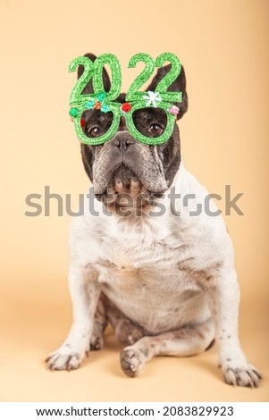 Gorgeous french bulldog dog with festive glasses 2022. Happy new year. vertical picture