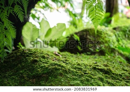 Beautiful green moss grow up on rough stone and green leaves in the garden. Nature wallpaper and background