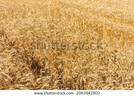 Backdrop of the ripe wheat. Agricultural concept