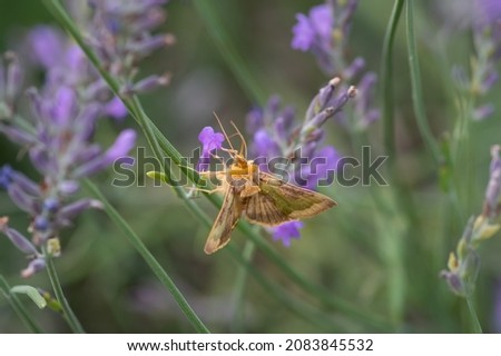 Blurry image of yellow moth (Diachrysia stenochrysis) in motion on lavender flowers in the garden
