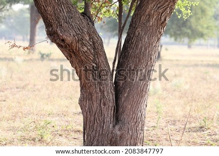 Close-up of photo of two branches of a tree Royalty-Free Stock Photo #2083847797