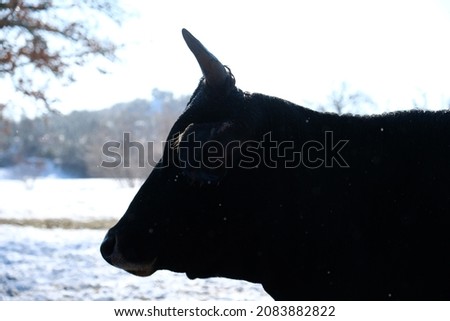 Cow face with horns during winter snow closeup in shallow depth of field