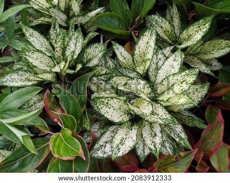 One of the most commonly used interior landscape plants is the Aglaonema Silver Queen. The common name for Aglaonema plant is Chinese Evergreen. Royalty-Free Stock Photo #2083912333