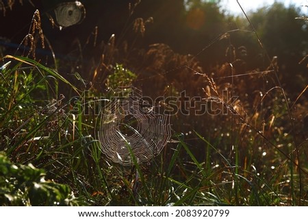 cobwebs on field plants in the morning sun, blurred background, soft focus. dry flowers, cobwebs, bokeh, warm sunlight. banner. autumn background. macro nature, cobwebs on meadow flowers. copy space