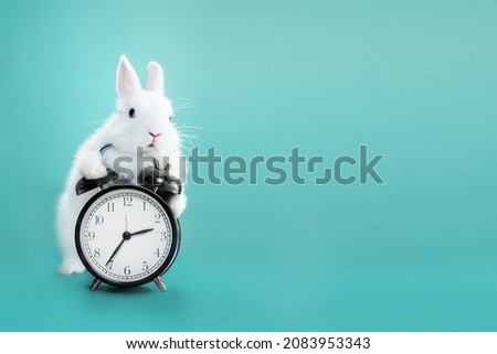 White bunny with clock on blue backgroung Royalty-Free Stock Photo #2083953343