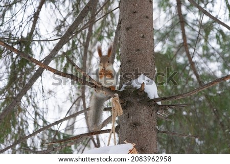 A squirrel sits on a pine branch and gnaws nuts in the park in winter.
