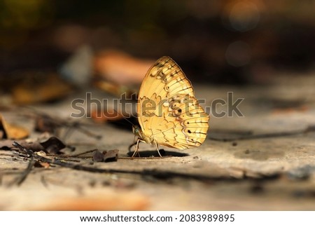 Butterfly eating salt earth on the ground and stone on the stream of forest in Thailand.
