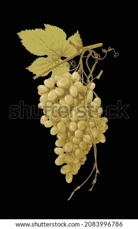 Realistic vector illustration of a large bunch of white grapes isolated on a black. Design element for wine or juice labels, winemaking and viticulture. Fresh fruit, delicious ripe juicy green grapes