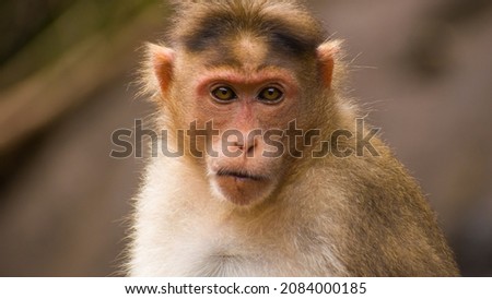 Close up picture of a monkey(Macaca Fascicularis)