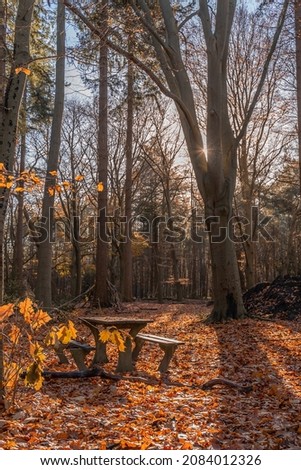 Beautiful warm picture of a sunny picnic bench in the middle of the forest during autumn. The sun's rays shine on the bench. In the Netherlands.
