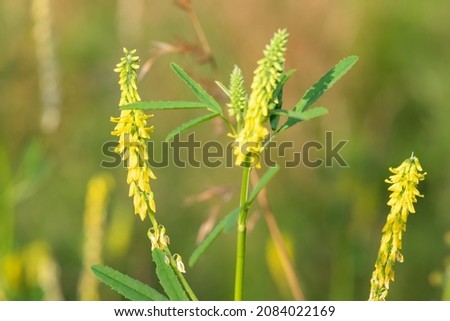 Close up of sweet yellow clover (melilotus officinalis) flowers in bloom