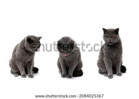 gray cat (Scottish straight) on a white background. horizontal photo. 