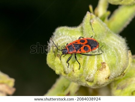 The similar black firebug (Pyrrhocoris apterus, family - Pyrrhocoridae) insect crawls on the plant. Harmless insects. Royalty-Free Stock Photo #2084038924