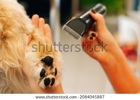 Close-up of female groomer cutting foot of purebred curly dog Labradoodle by haircut machine for animals at table in grooming salon. Woman pet hairdresser doing hairstyle at veterinary spa clinic. Royalty-Free Stock Photo #2084045887