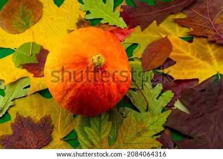 Beautiful, colorful image of a ripe pumpkin on a background of autumn leaves close-up 