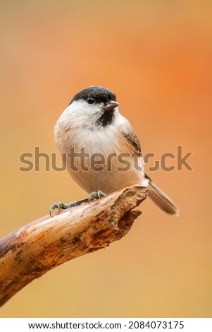 Marsh tit (Poecile palustris) sitting on a  perch. Detailed portrait of a colorful songbird with soft autumn background. Wildlife scene from nature. Czech Republic