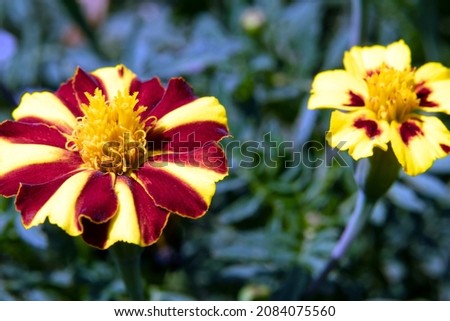 Flowers close up, growing, top view. Marigold bright flowers with green leaves in the garden. Bright marigold flowers from above. Floral design, flower background, garden flowers