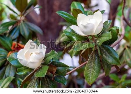 Close-up of two blooming magnolia buds on a tree in the garden. Floristry concept, design for a flower shop. Preservation of natural beauty, selective focus. Bodrum, Turkey.