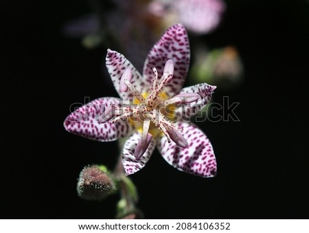 Hairy toad lily with dew drops