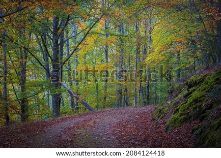 Colorful Autumn forest path with beech trees at Manteigas - Serra da Estrela - Portugal.