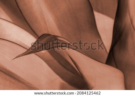 Natural pattern leaves of a succulent plant. Visual impact with unique shapes of smooth fine lines, like silk. Colored in coral brown tones with dark strokes. Concept of beauty, luxury and refinement Royalty-Free Stock Photo #2084125462