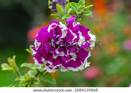 Bicolor petunia flower on a green background on a summer day macro photography. Blooming garden flower with violet and white petals in summertime close-up photography.