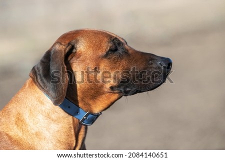 Rhodesian Ridgeback dog. Portrait of a domestic hunting dog in a blue collar