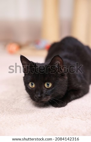 Adorable black cat with beautiful eyes hunting at home
