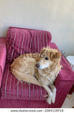 Dog sitting on pink sofa. golden dog.

       "Selective focus".