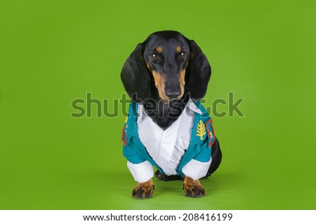 dachshund dressed military on a green background 