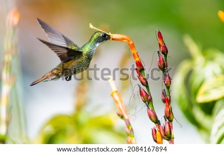 A glittering White-chested Emerald hummingbird, Amazilia brevirostris, feeding on an orange Sanchezia flower in bright natural sunlight. Royalty-Free Stock Photo #2084167894