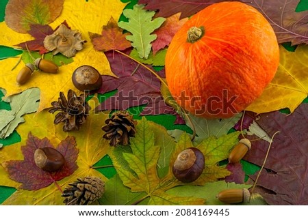 Beautiful, colorful image of a ripe pumpkin on a background of autumn leaves close-up 