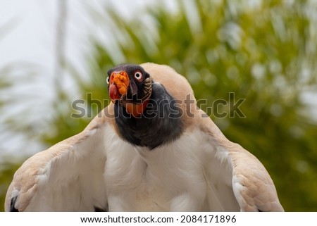 Eagle with white plumage and red beak spreads its wings